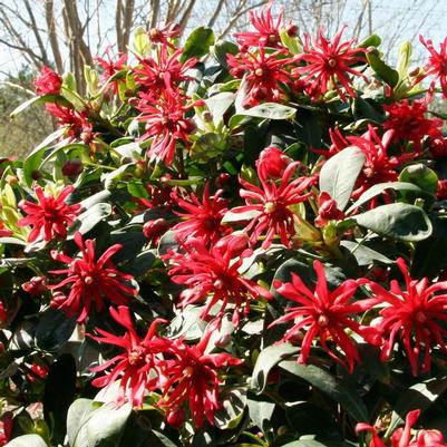 Illicium floridanum Miss Scarlett®