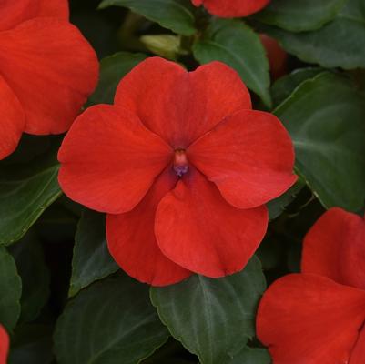 Impatiens walleriana Beacon™ Bright Red