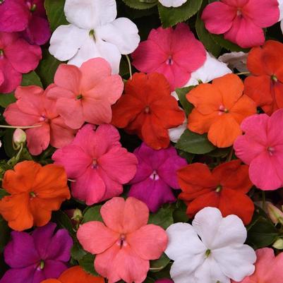 Impatiens walleriana Beacon® Formula Mix