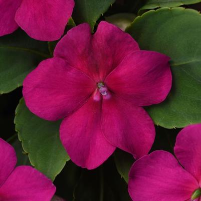 Impatiens walleriana Beacon™ Violet Shades