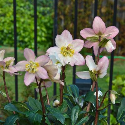 Helleborus HGC® Jacob