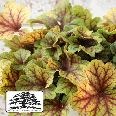 Heuchera Front & Center™ Electra