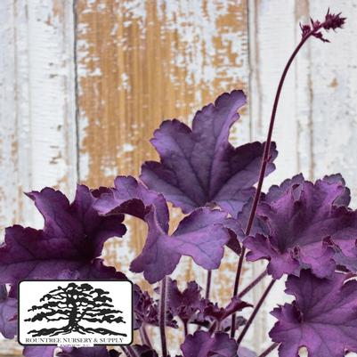Heuchera Grande™ Amethyst