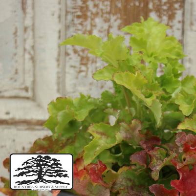 Heuchera Ruffles™ Lime Ruffles