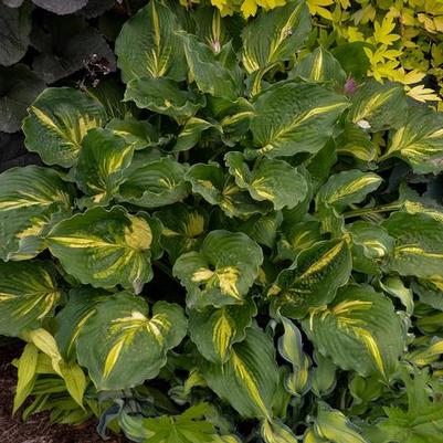 Hosta Lakeside Paisley Print