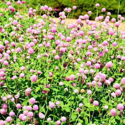 Gomphrena globosa Ping Pong Lavender