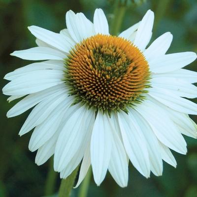 Echinacea purpurea Prairie Pillars™ Fragrant Angel