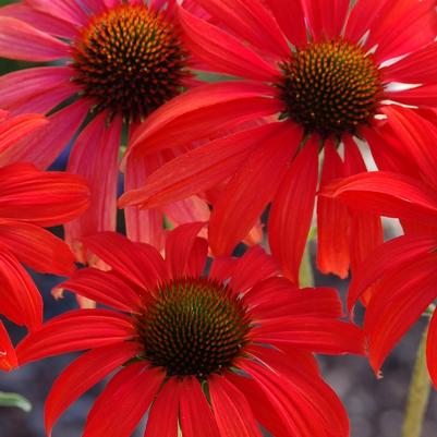 Echinacea Prairie Stars™ Tomato Soup