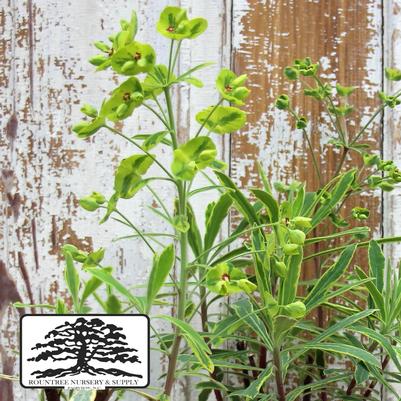 Euphorbia x martinii Sahara™ Ascot Rainbow