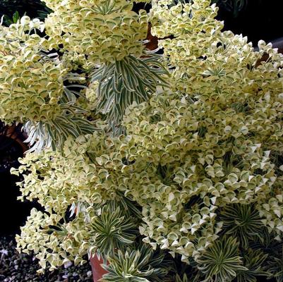 Euphorbia Sahara™ Tasmanian Tiger