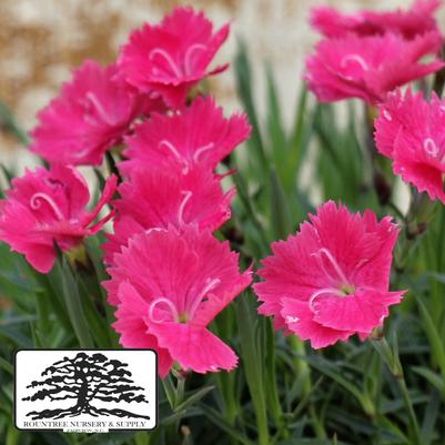 Dianthus Vivid™ Bright Light