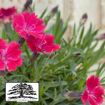 Dianthus Vivid™ Cherry Charm