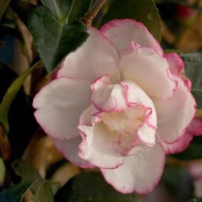 Camellia sasanqua October Magic® Inspiration
