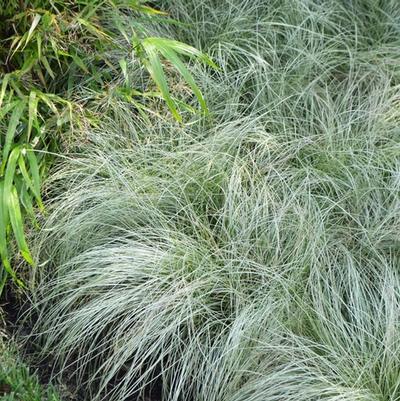 Carex comans ColorGrass® Amazon Mist