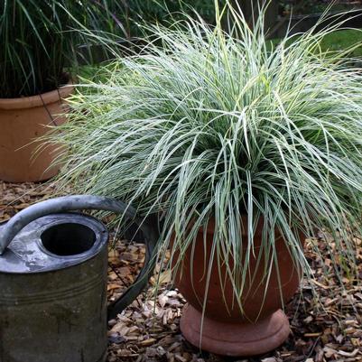 Carex oshimensis EverColor® Everest
