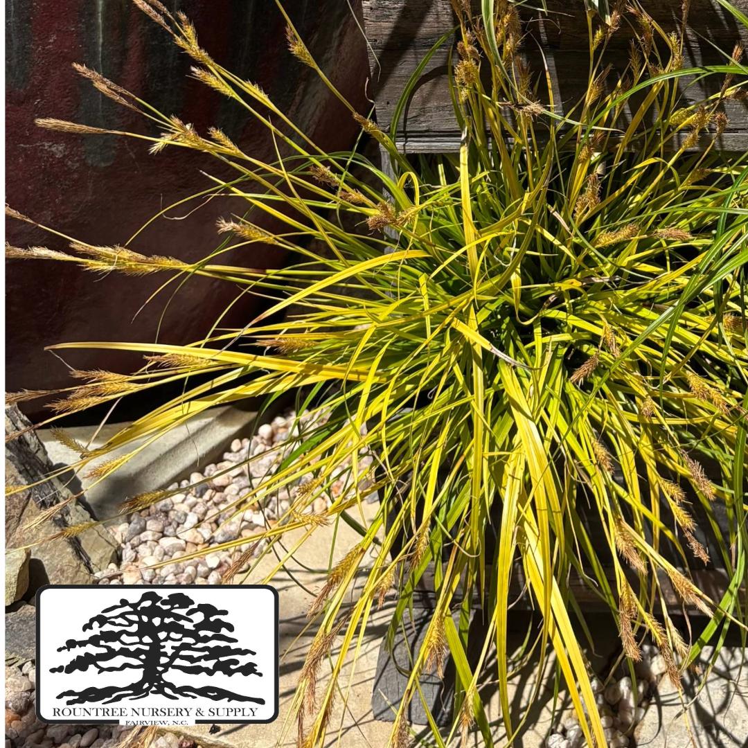 Carex oshimensis EverColor® Everillo