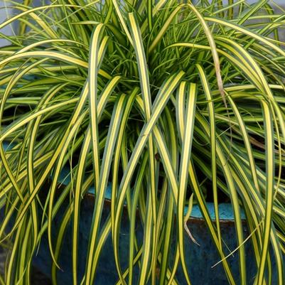 Carex oshimensis EverColor® Eversheen