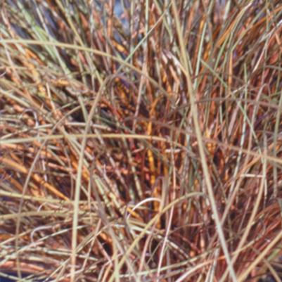 Carex flagellifera Graceful Grasses® Toffee Twist