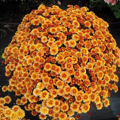 Chrysanthemum x morifolium Staviski Orange