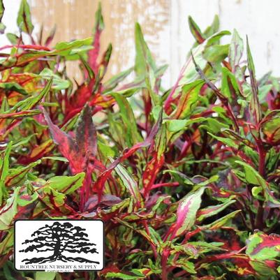 Coleus FlameThrower™ Chili Pepper