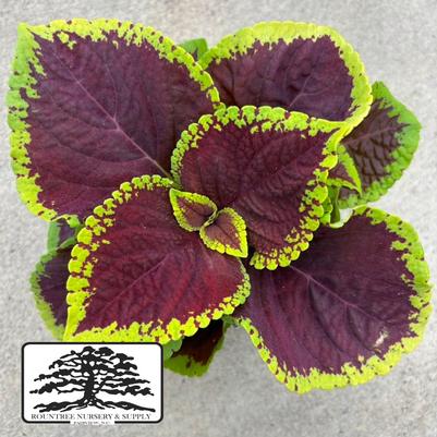 Coleus scutellarioides Kong Jr.™ Scarlet