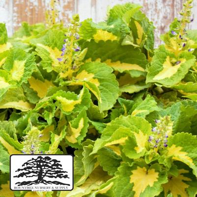 Coleus scutellarioides Kong Jr.™ Green Halo