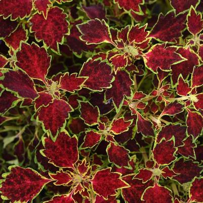 Coleus scutellarioides TrailBlazer™ Glory Road