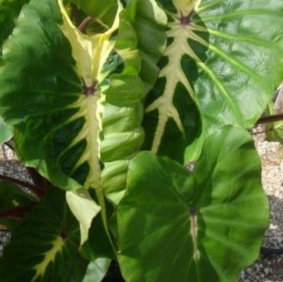 Colocasia esculenta Royal Hawaiian® White Lava