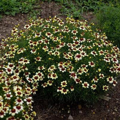 Coreopsis verticillata Sizzle & Spice® Red Hot Vanilla