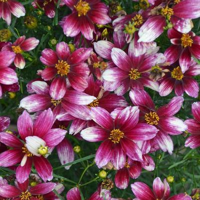 Coreopsis verticillata Sizzle & Spice® Zesty Zinger