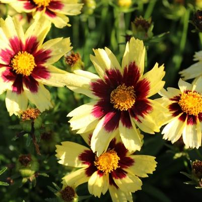 Coreopsis grandiflora Super Star