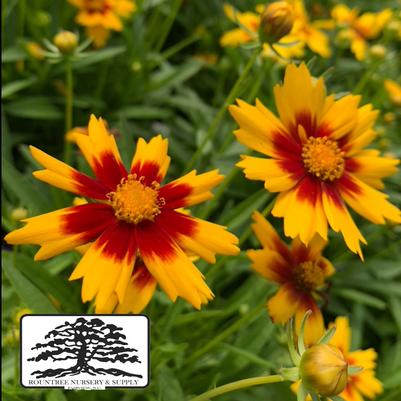 Coreopsis UpTick™ Gold & Bronze