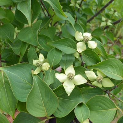 Cornus kousa chinensis Blue Ray™