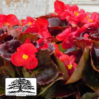 Begonia semperflorens Harmony Scarlet