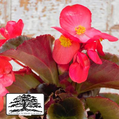 Begonia x benariensis Whopper® Red with Green Leaf