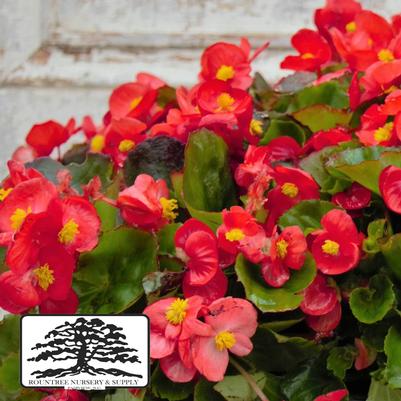 Begonia semperflorens Super Olympia Red