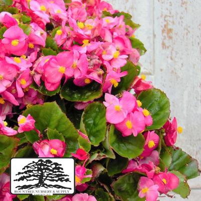 Begonia semperflorens Super Olympia Rose