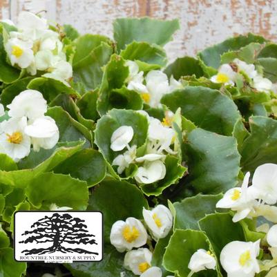 Begonia semperflorens Super Olympia White