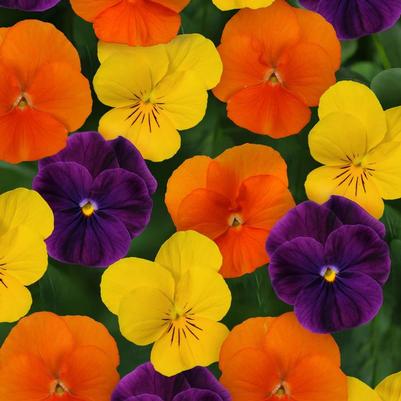 Viola cornuta Sorbet® XP Harvest Mix