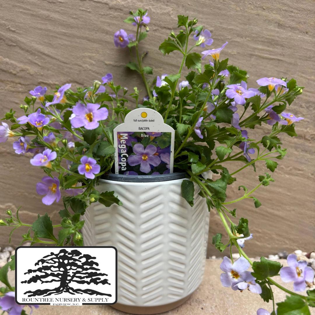 Sutera cordata MegaCopa™ Blue Improved