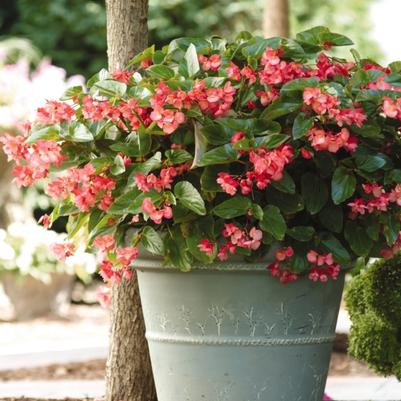 Begonia Dragon Wing® Pink
