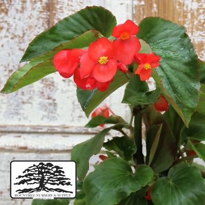 Begonia Dragon Wing® Red