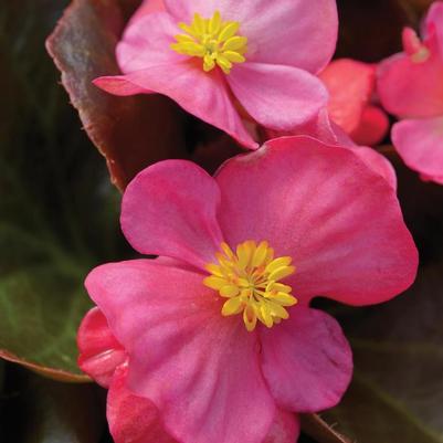 Begonia semperflorens Harmony Rose