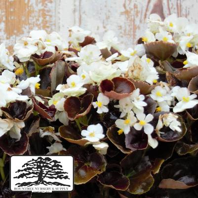 Begonia semperflorens Harmony White