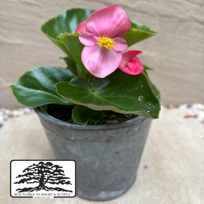 Begonia x benariensis Big™ Pink Green Leaf