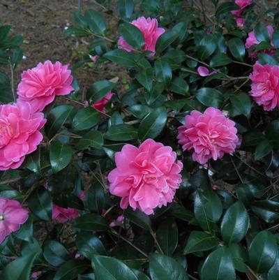 Camellia Autumn Spirit