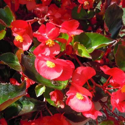 Begonia x benariensis Big™ Red Green Leaf