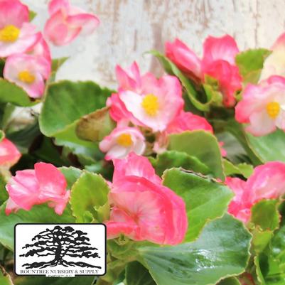 Begonia Tophat™ Rose Bicolor