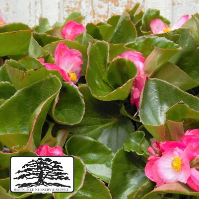 Begonia Tophat™ Pink