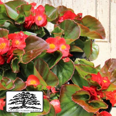 Begonia Tophat™ Scarlet Improved